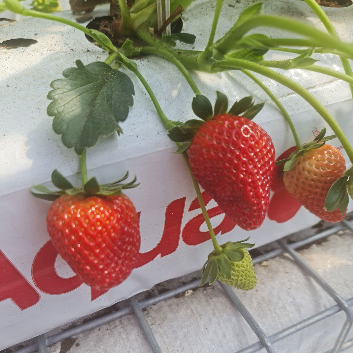 Pick Your Own Booking Bilpin Fruit Bowl