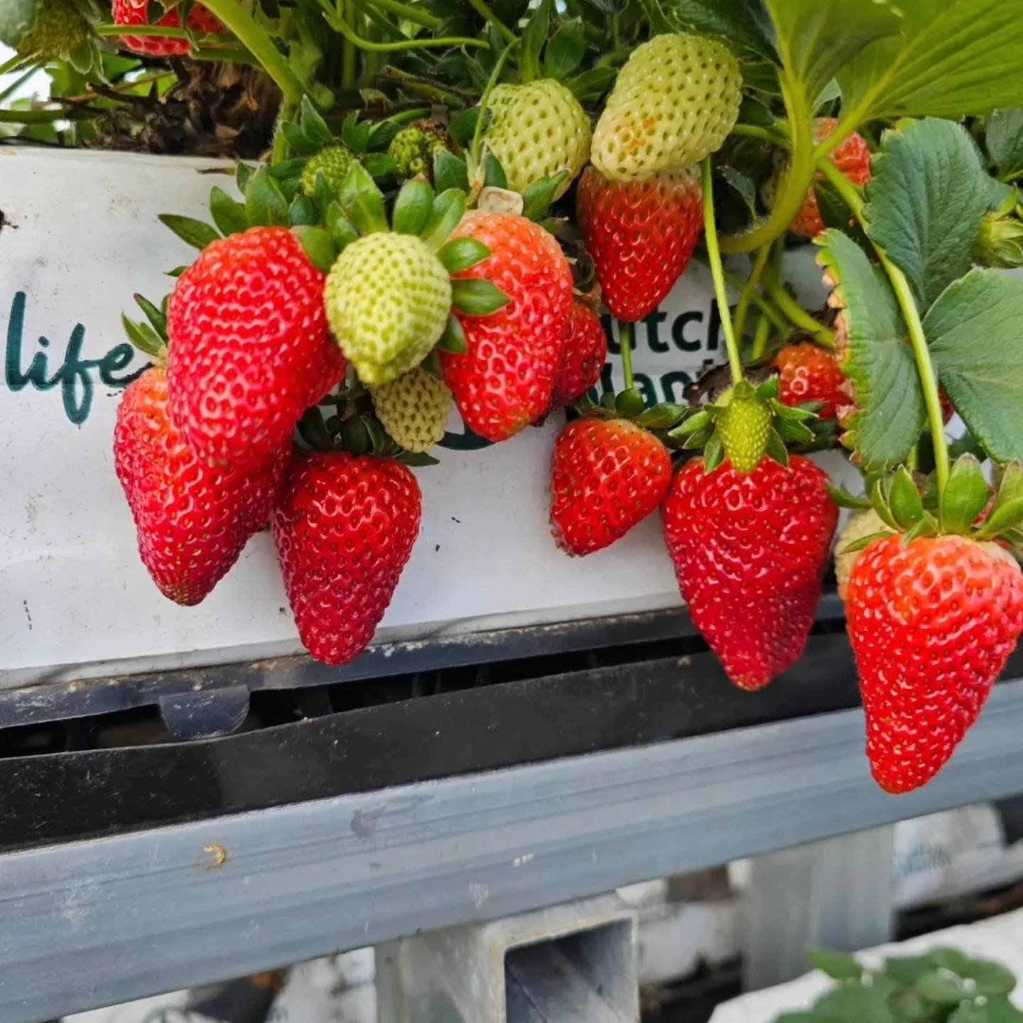 Pick Your Own Fruit at Bilpin Fruit Bowl